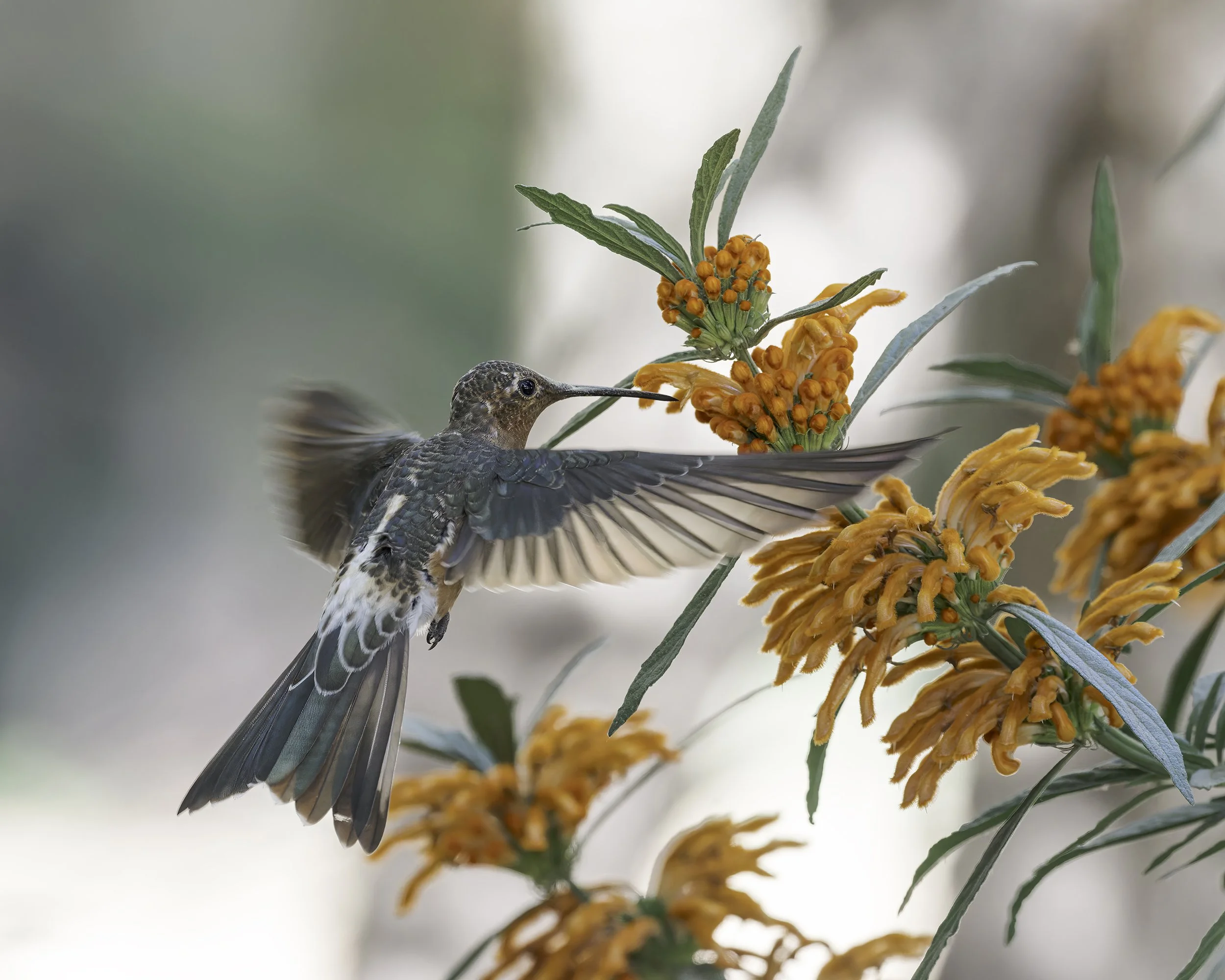 New Discovery: World's Largest Hummingbird Is Actually Two Species